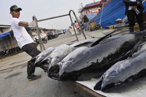Fading fish stocks driving Asia sea rivalries – Desdemona Despair